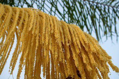Low angle view of flower trees against sky