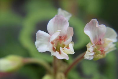 Close-up of white cherry blossom