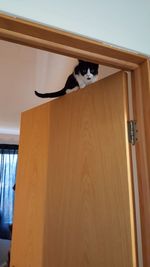 Low angle view of cat