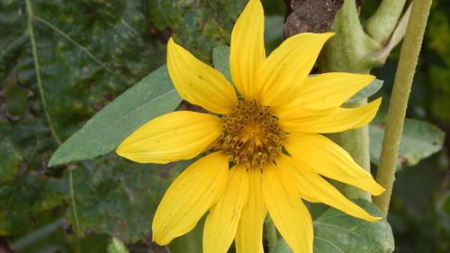 Close-up of yellow flower