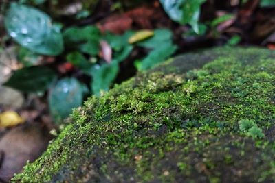 Close-up of plant growing outdoors