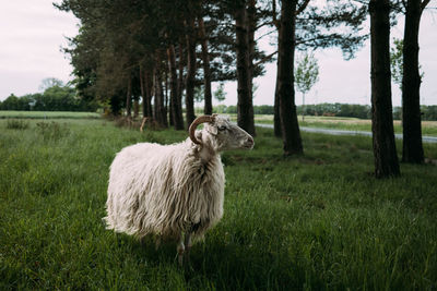 Isolated dike sheep is looking at you from its meadow in front of trees