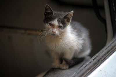 Close-up portrait of a cat