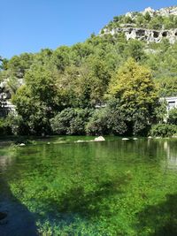 Scenic view of lake by trees against clear sky