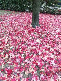 Pink flowering tree in field