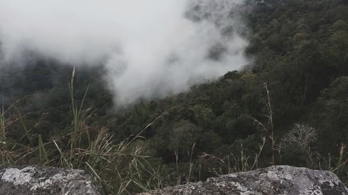 Scenic view of trees in forest