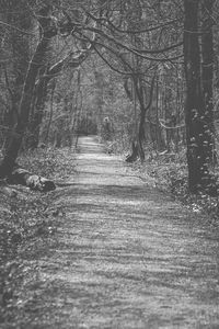 Trees along road