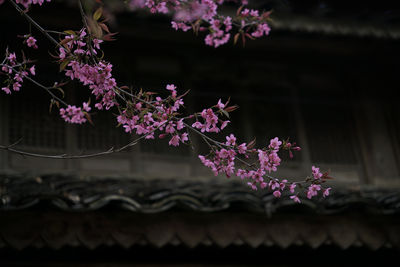 Close-up of flowers