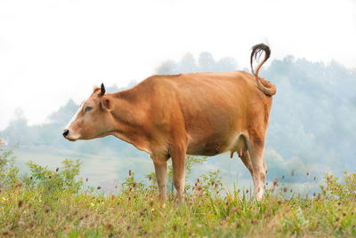 Side view of horse on field