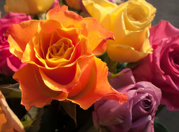 Close-up of fresh pink roses blooming outdoors