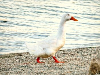 Close-up of bird on beach