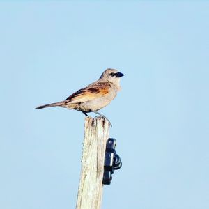 Low angle view of bird perching on wood against clear sky