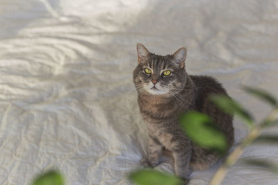 Gray domestic cat with beautiful eyes on a bed among green leaves of plants. copy space