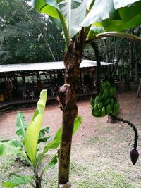 Plants growing on tree