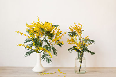 Beautiful yellow mimosa flower blooms in a glass and white porcelain vase in spring.