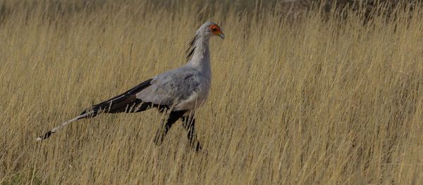 A hunting secretary bird in the kgalagadi transfrontier park at the border of namibia