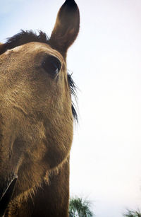 Close-up of a horse against clear sky