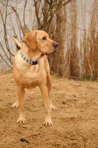 Close-up of golden retriever