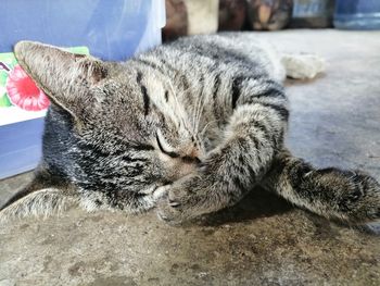 Close-up of a cat sleeping