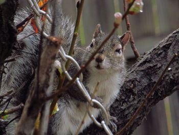 Close-up of squirrel on tree