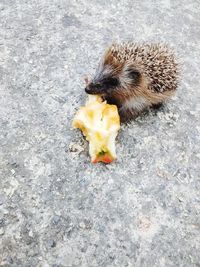 Close-up of hedgehog