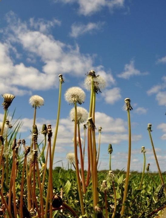 sky, growth, plant, flower, beauty in nature, nature, cloud - sky, field, stem, tranquility, growing, cloud, freshness, fragility, cloudy, grass, day, tranquil scene, outdoors, focus on foreground