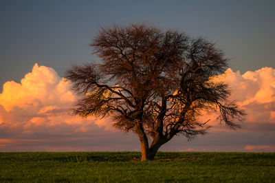 Tree on field against sky during sunset