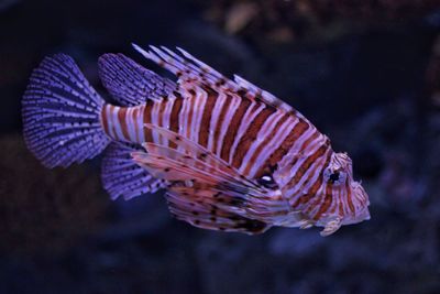 Close-up of fish swimming in sea