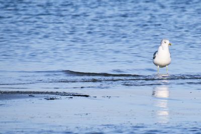 Seagull on beach