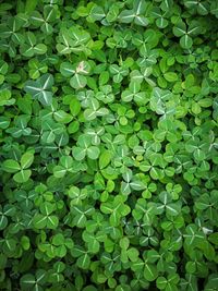 Full frame shot of green leaves