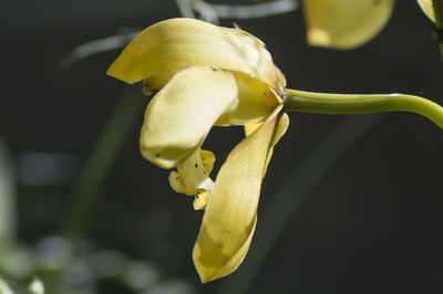 Close-up of yellow flower