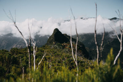 Steep mountain behind dry dead trees and green grass