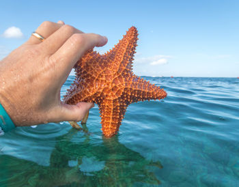 starfish