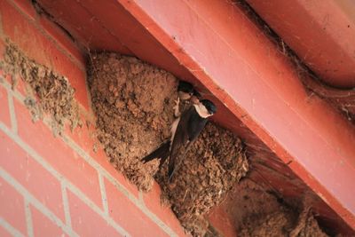 High angle view of bird perching on wall