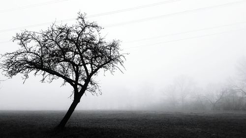 Trees in foggy weather