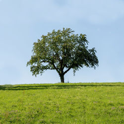 Tree on field against sky