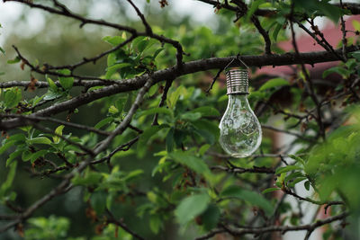 Close-up of light bulb hanging on branch