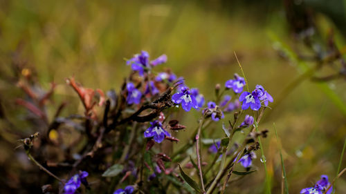 Close-up of purple flowering plants on field