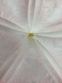 Close-up of spider on flower