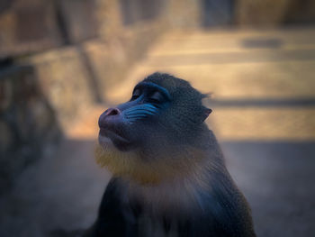 Close-up of a monkey looking away