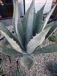 High angle view of succulent plant