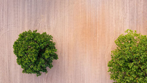 Top down aerial view on a two trees in the middle of a cultivated field, field with tractor tracks