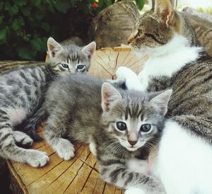 Portrait of cat with kitten