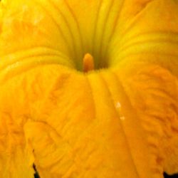 Extreme close up of flower