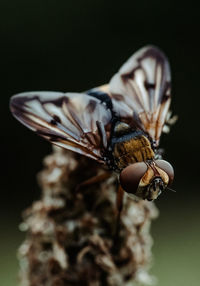 Close-up of butterfly pollinating on flower