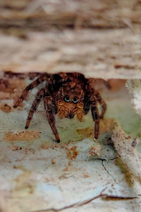 Close-up of spider