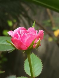 Close-up of pink flower blooming outdoors