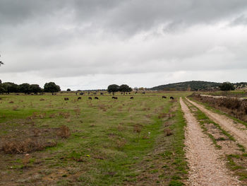 Scenic view of field against sky