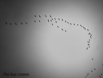 Low angle view of birds flying in sky