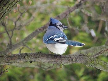 Close-up of bird perching outdoors